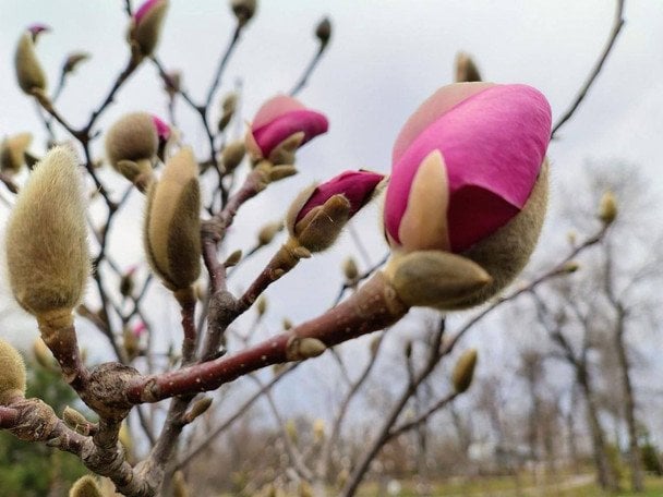Цвітіння магнолій у Києві