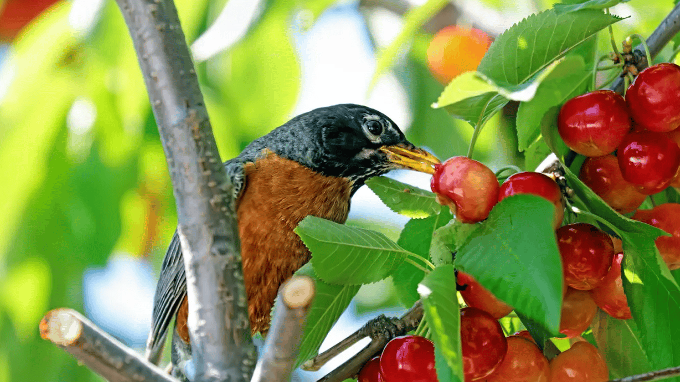 Как защитить черешню от птиц
