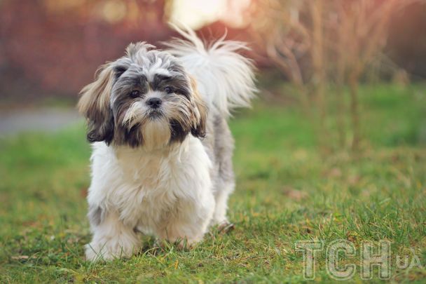 5 ras psów, które uważane są za talizmany szczęścia: shih tzu, mops, pekinasek
