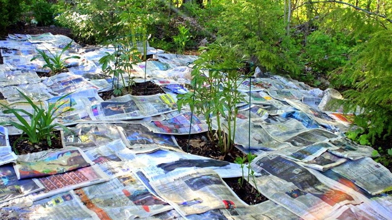 Ekologiczna walka z chwastami: wykorzystanie starych gazet w ogrodzie