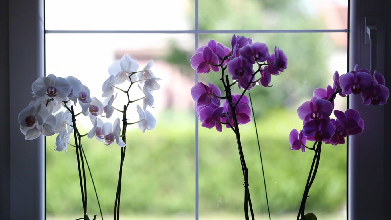 Orchidea przekwitła? Kluczowe zabiegi po kwitnieniu: cięcie i zmiana pielęgnacji