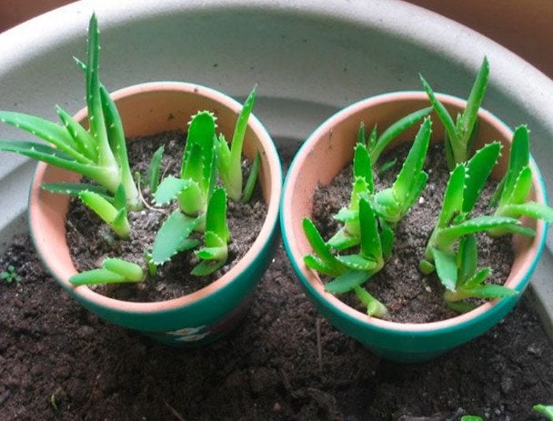 Aloe z jednego liścia: prosty sposób na rozmnażanie rośliny w domu