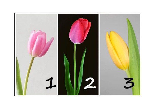 Co twój ulubiony kolor tulipana mówi o twojej psychice?