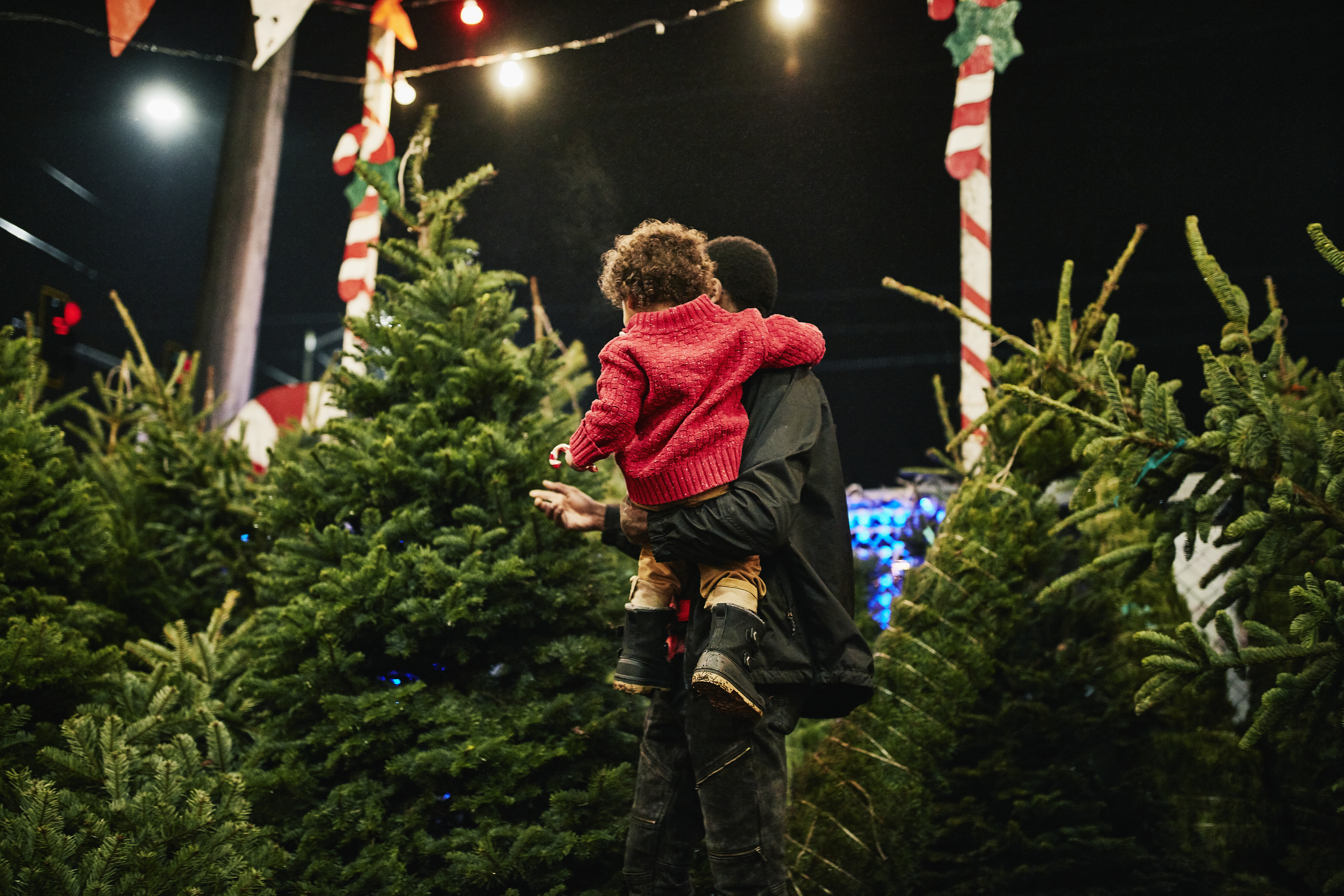Tesco cuts prices on Christmas trees by 50%: details of the promotion for customers