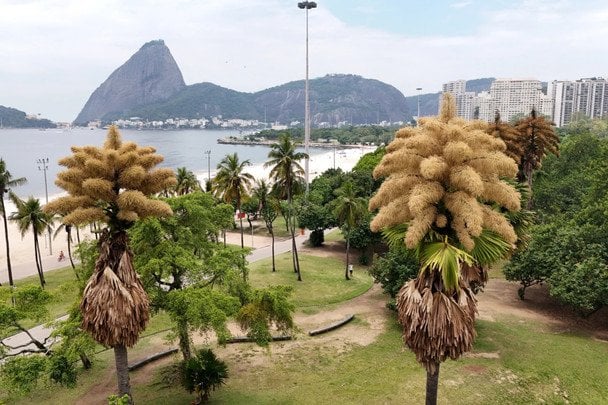 W Rio de Janeiro zakwitły palmy, które kwitną tylko raz w życiu: rzadkie zjawisko