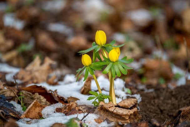 Свічки на святі Стрітення Господнього