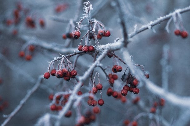 Na Boże Narodzenie na Ukrainie spodziewane są mrozy do -12 stopni: prognoza synoptyków