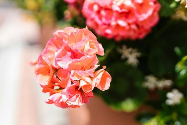 Styczeń pielęgnacja pelargonii: sekretne nawożenie dla wczesnego kwitnienia