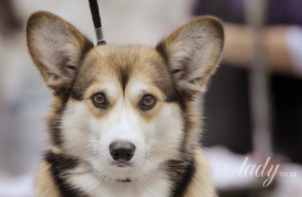 A New 'Wild' Phenotype Emerges Among Ukraine's Stray Dogs as a Consequence of War