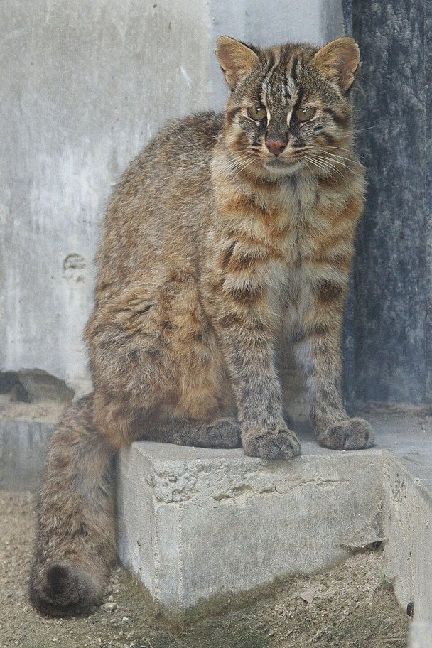 Леопардові коти в Китаї