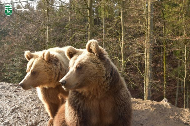Bear with unique facial pattern