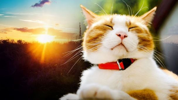 Wiosna w pełni na Kijowszczyźnie: nawet +19°C w ciągu dnia – kiedy najcieplej?