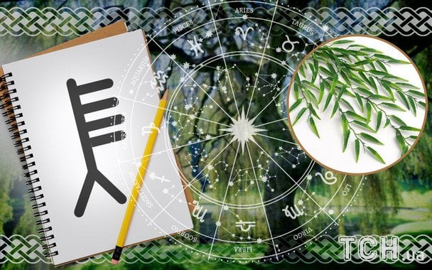 Horoskop na 8 stycznia: Celtyckie drzewa zalecają skupienie się na dyscyplinie