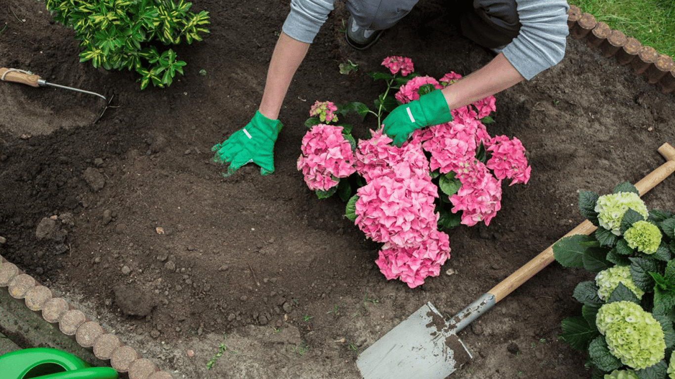 Гортензія та підкислення ґрунту