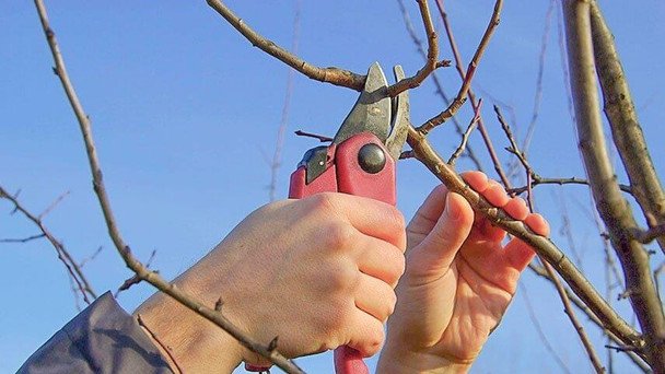 Ostatnie dni lutego – najlepszy moment na przycinanie drzew owocowych