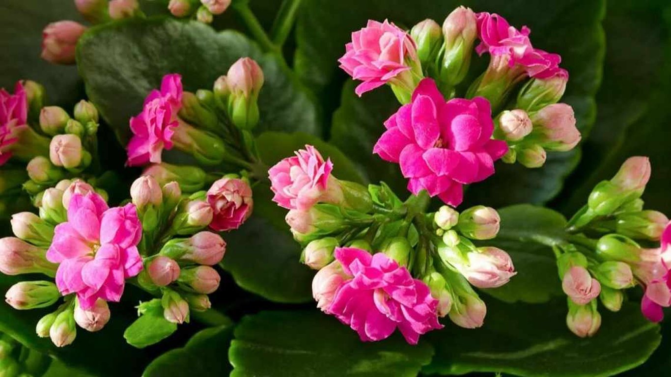 Zimowe kwitnienie kalanchoe: jak zapewnić je roślinie dnia krótkiego