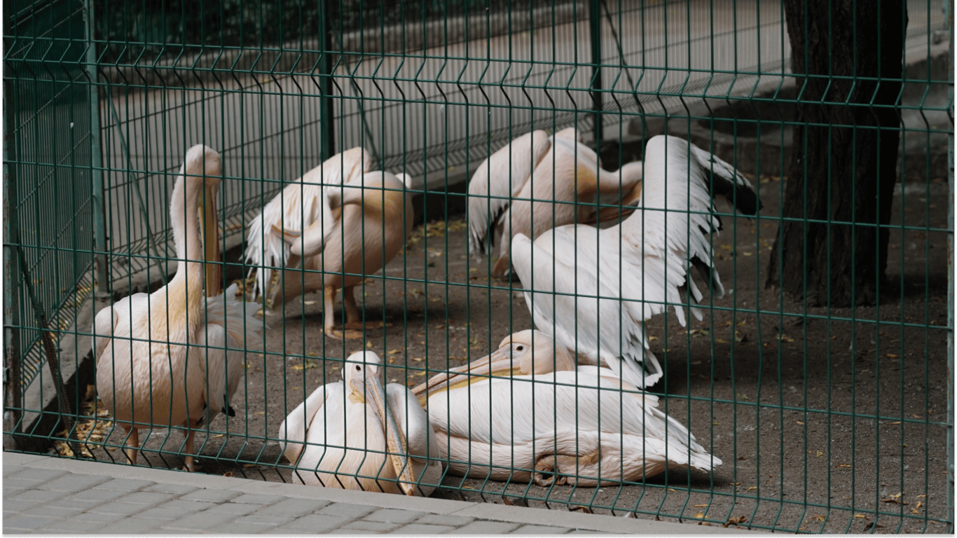 Przeprowadzka odeskiego zoo wstrzymana. Dyrektor wyjaśnia powody