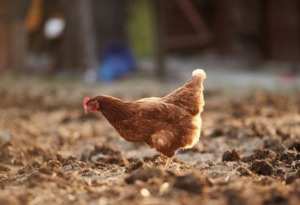 Zimowe menu dla kur: jak przygotować pożywną ciepłą papkę