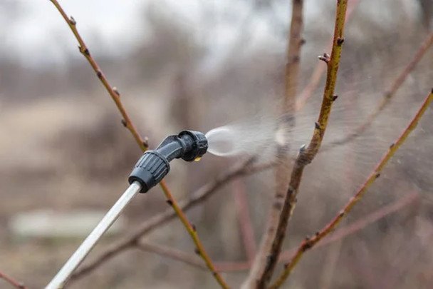 Pierwsze opryski drzew owocowych: terminy i preparaty przed pękaniem pąków