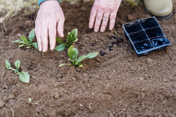 Przed Zwiastowaniem czas na siew: które odporne na chłód rośliny dadzą plon jako pierwsze