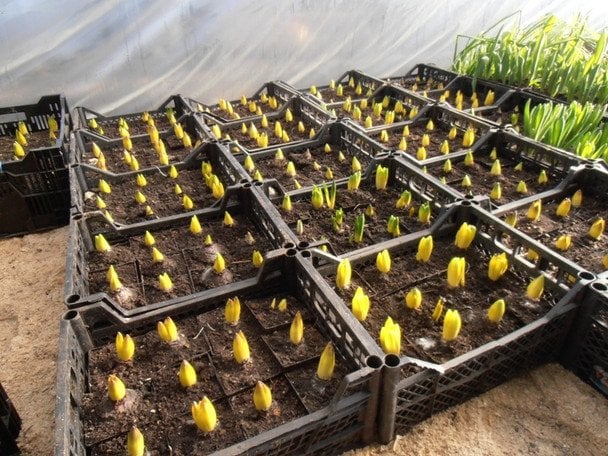 Tulipany na 8 marca: szczegółowy plan uprawy od agronomów