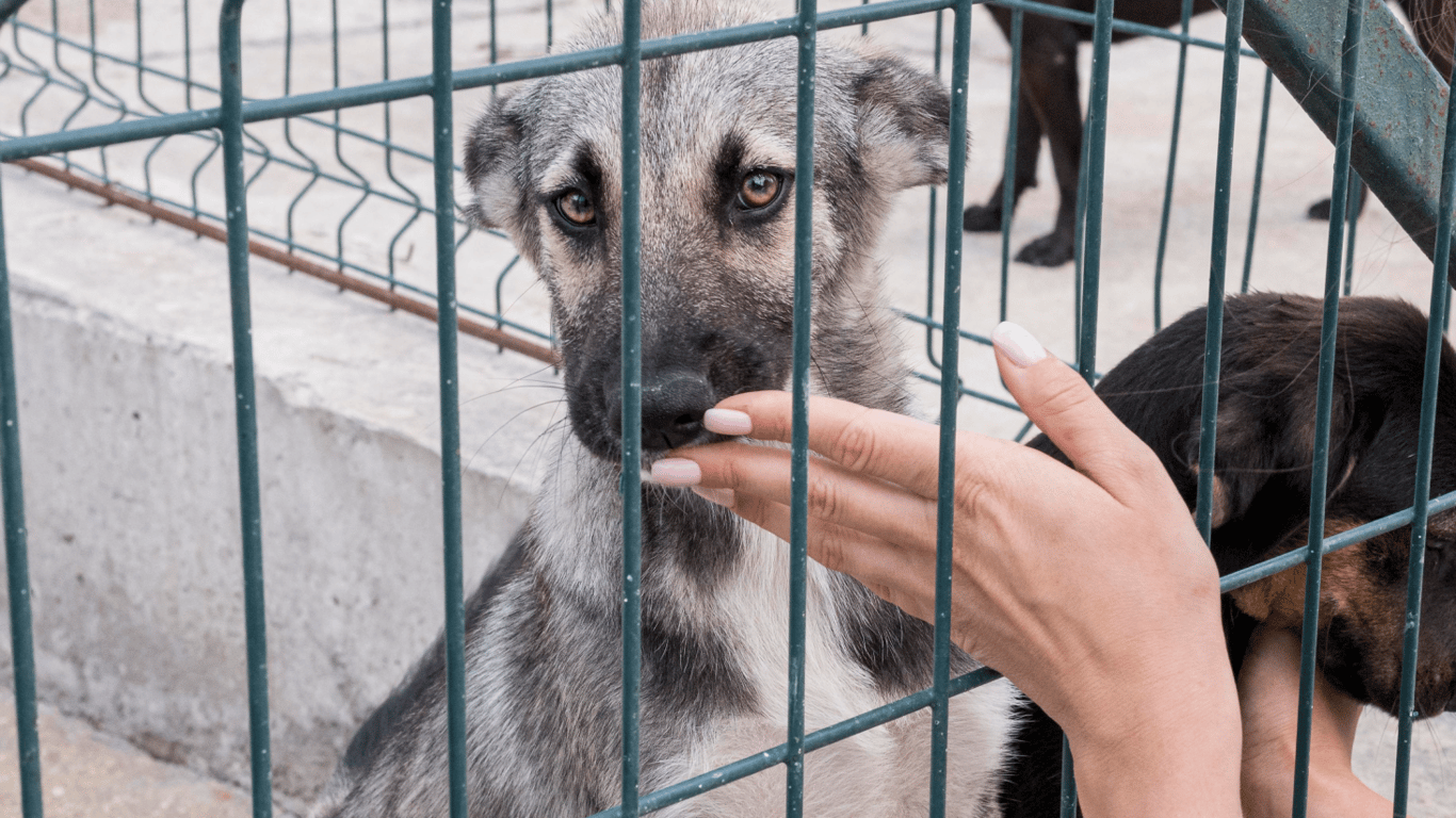 Притулок для тварин в Одеській області