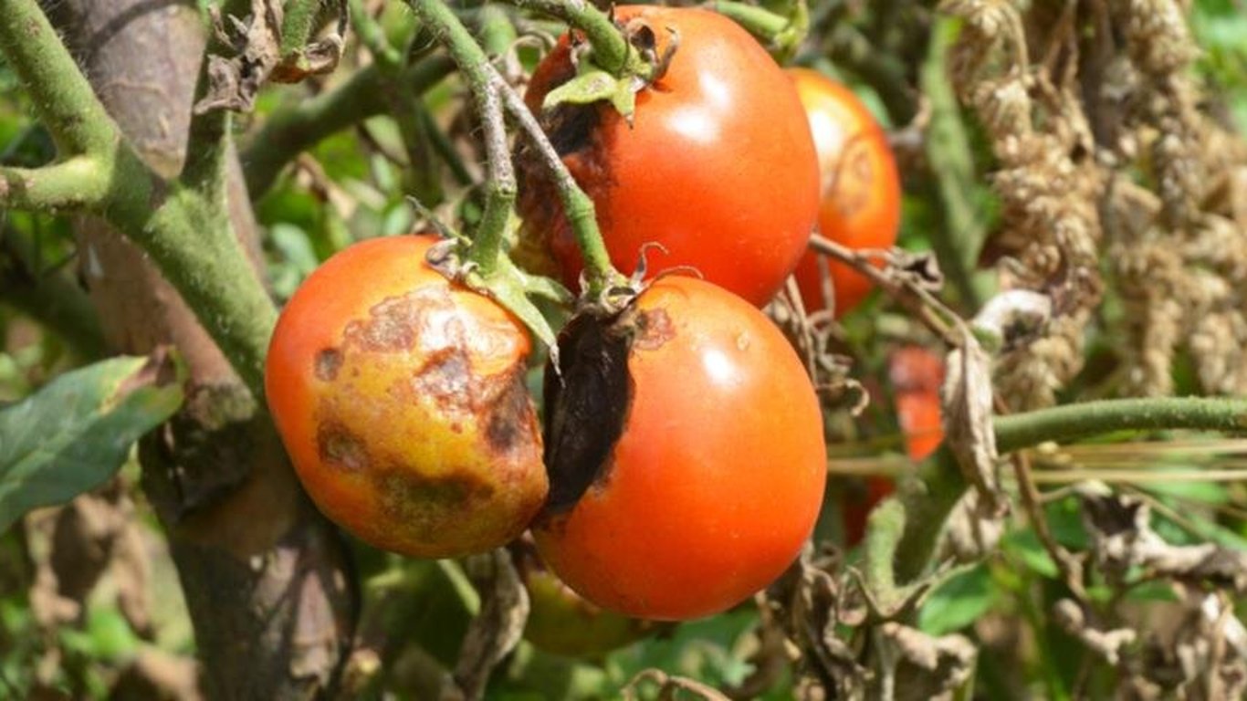 Jak ochronić pomidory przed groźną zarazą? Dwa domowe preparaty