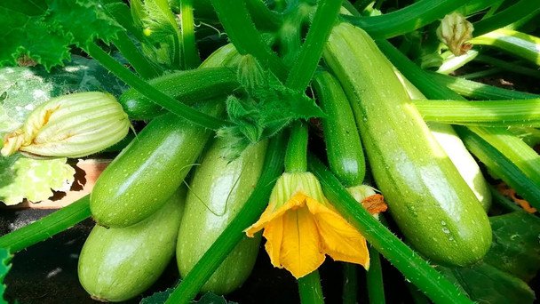 Trzy najlepsze odmiany cukinii do ogrodu: które owocują przez całe lato