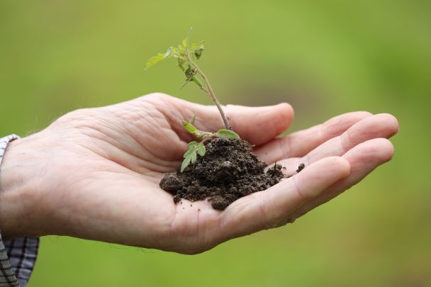 Sadzonki lepiej sprzedać niż dać? Ludowe przesądy ogrodników