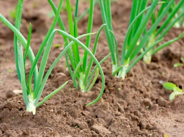 Cebula z nasion: jak uzyskać silną rozsadę i zaoszczędzić
