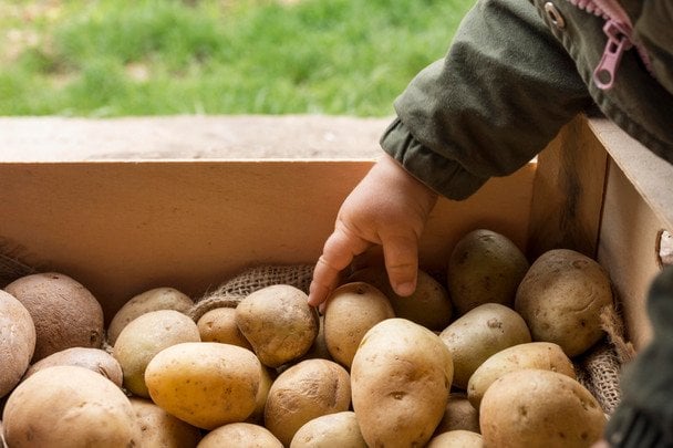 Najbardziej plenne odmiany ziemniaków: do 30 wiader z arii i idealne przechowywanie