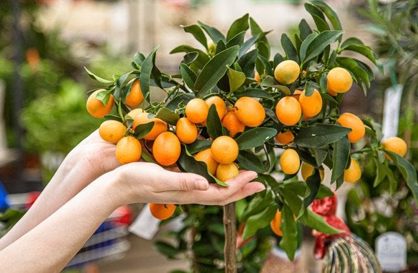 Cytryna i ananas na parapecie: 7 owoców, które naprawdę można wyhodować w mieszkaniu