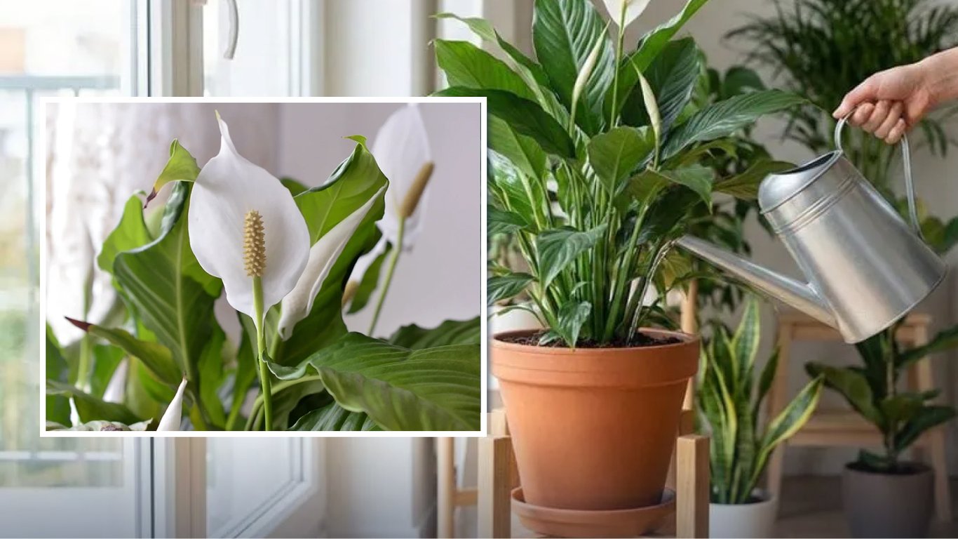 Spathiphyllum nie kwitnie? Jak pobudzić roślinę do wypuszczenia pąków