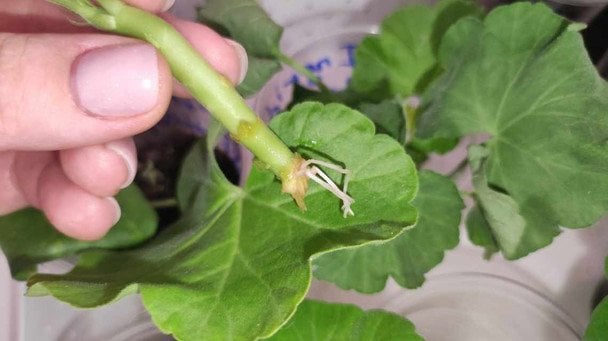 Sekret rozmnażania geranium w torbie: korzenie pojawiają się na oczach
