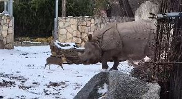 Zoo we Wrocławiu: Muntjak wyzwał nosorożca w niezwykłym pojedynku