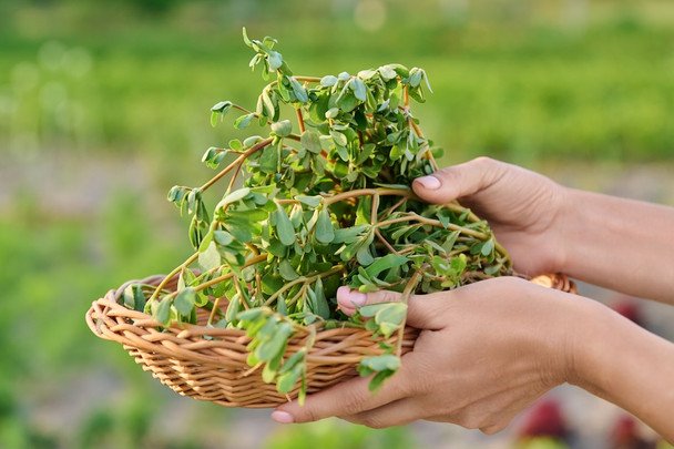 Niepozorny chwast na ratunek sercu: jak portulaka pomaga obniżyć ciśnienie