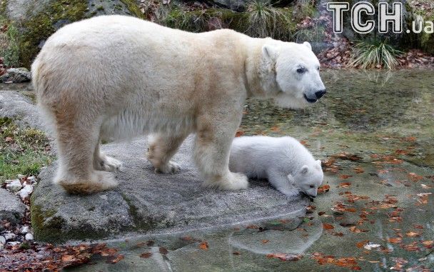 Białe niedźwiedzie zaczęły mutować z powodu zmiany klimatu: czy uratuje to gatunek