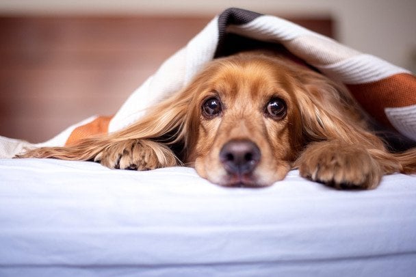 Pies Dave w ciągu wieczoru zamienił mieszkanie w puszystą górę: zdjęcia skutków