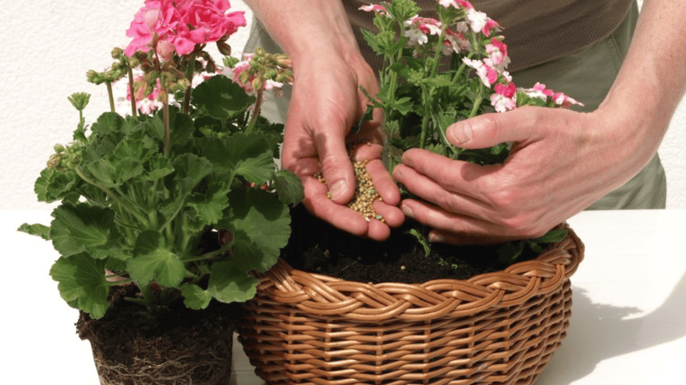 Pelargonia w lutym marnieje? Ratunek znajdziesz w aptecznych specyfikach