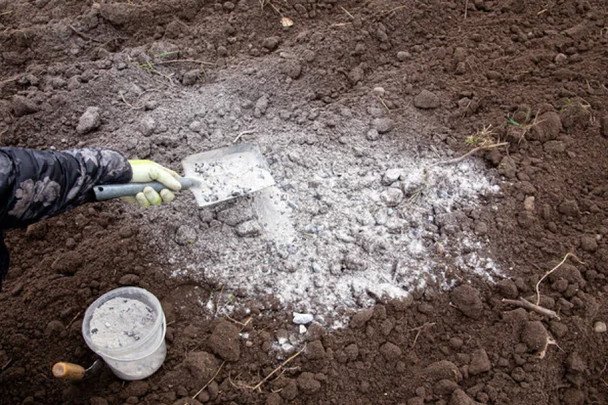 Marzec w ogrodzie: dlaczego właśnie teraz warto sięgnąć po popiół drzewny