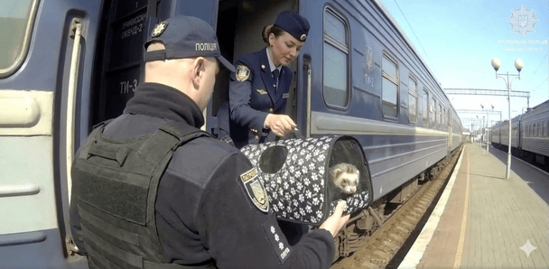 Задержали скутериста с хорьком