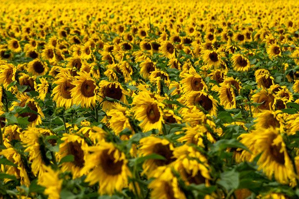 8 однорічних рослин для саду