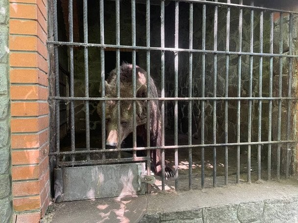 Ведмеди у парку Буки