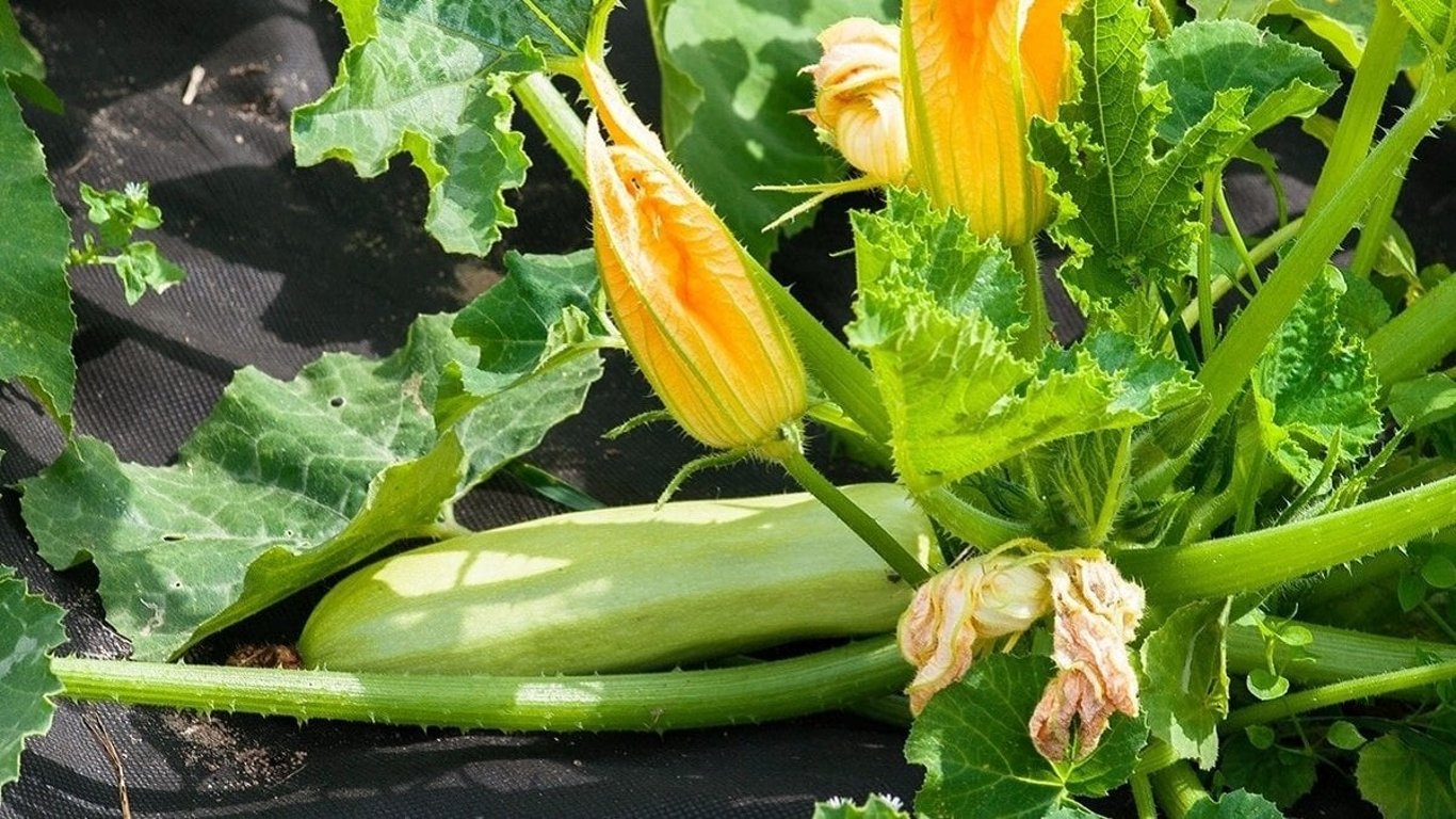 Sekret równych wschodów cukinii: kluczowa rola moczenia nasion