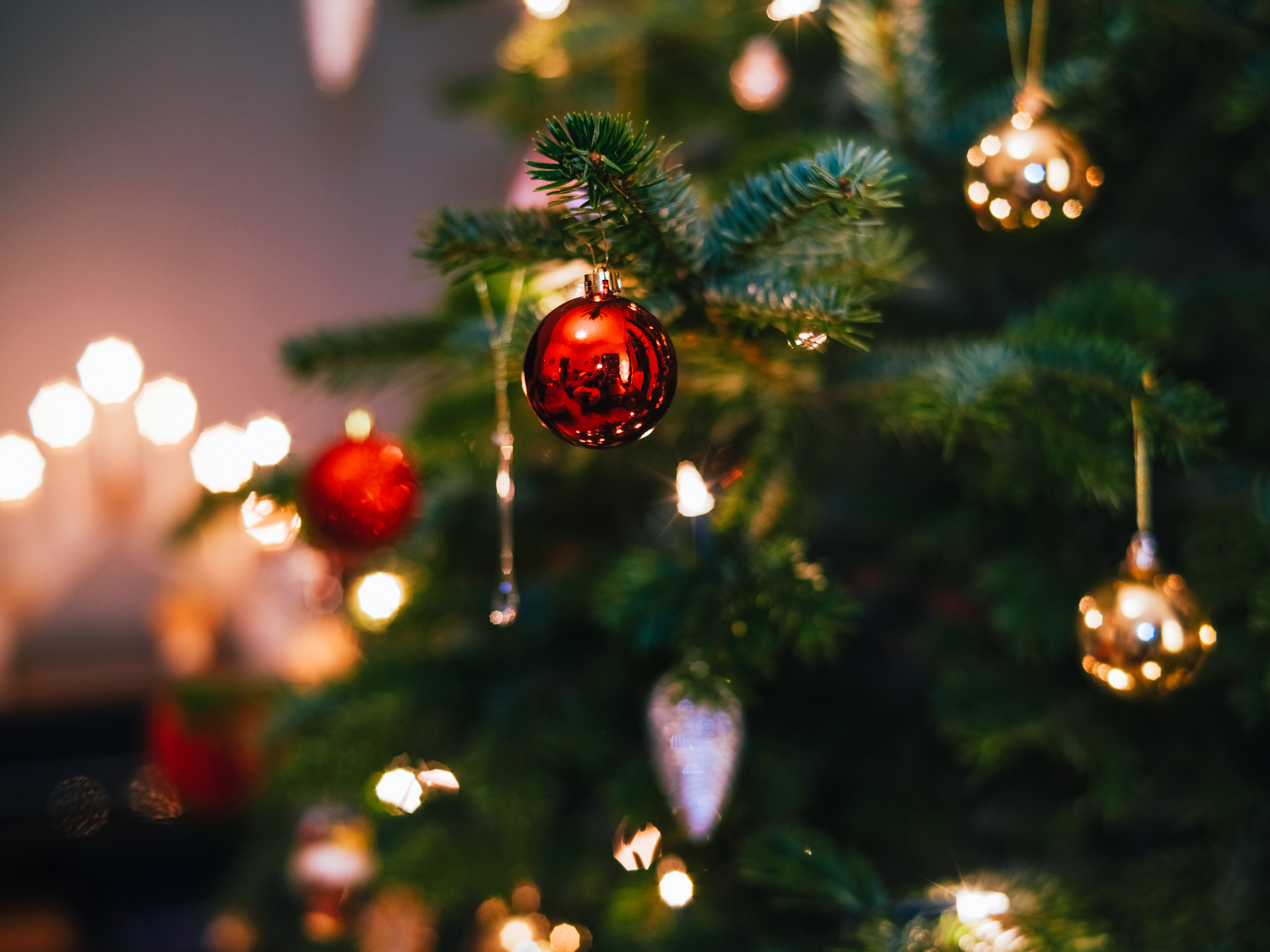 Shortage of Christmas Trees in Britain: How Drought and Climate Change Will Hit