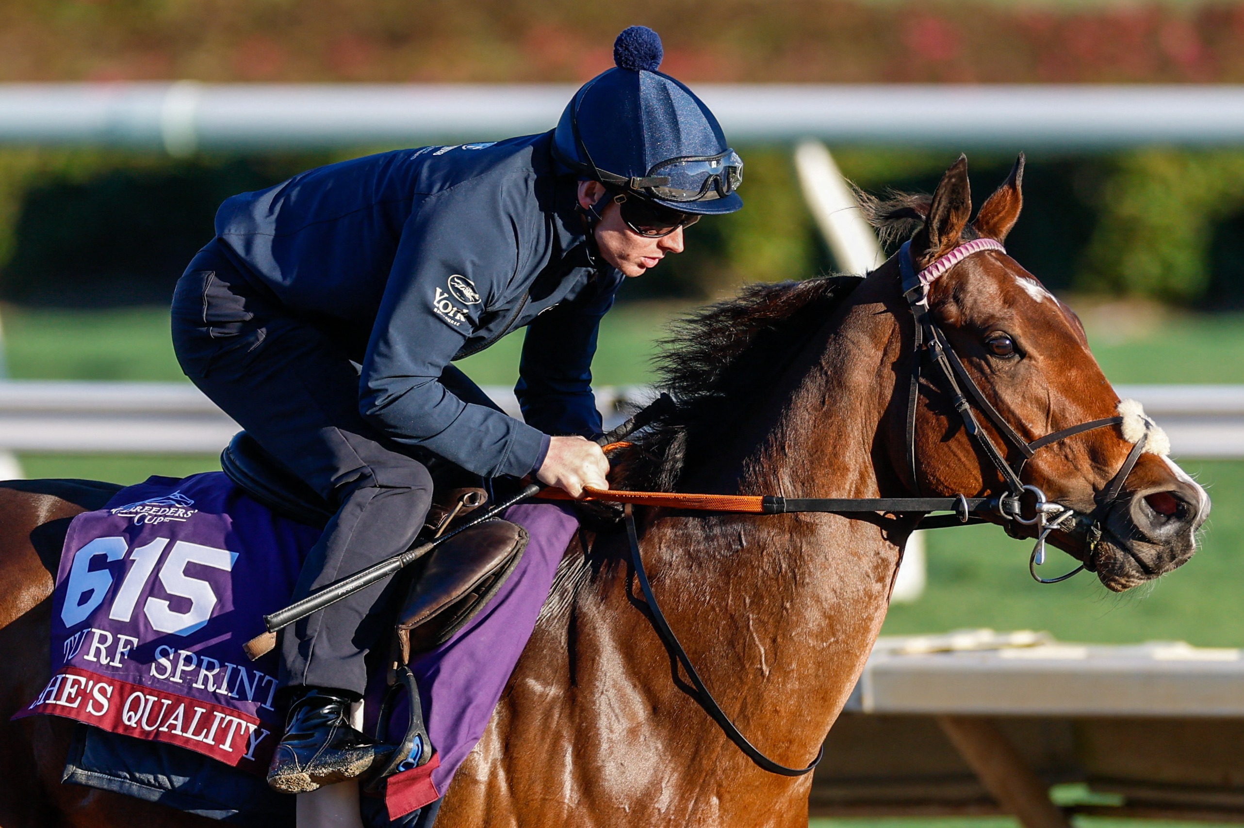 Трагічна загибель кобили на Breeders' Cup: тренер розповів подробиці