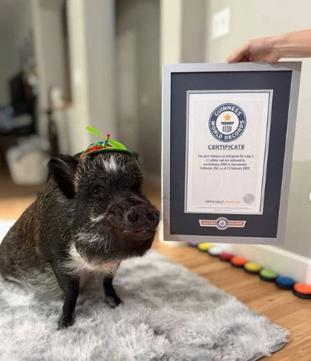 Kalifornijska świnia króluje na Instagramie: Rekord Guinnessa z 1,1 miliona obserwujących
