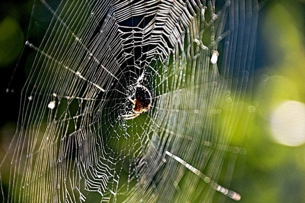 Użądlenie pająka: w jakich przypadkach potrzebna jest natychmiastowa pomoc lekarza