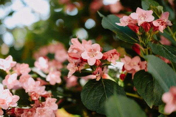 Weigela All Summer Red: krzew, który kwitnie bez przerwy aż do pierwszych mrozów