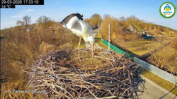 Лелека Грицик і новий господар